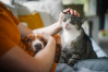  More Than Companionship: The Science Behind How Cats and Dogs Reshape Our Health and Lives