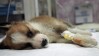 Canine Parvovirus (CPV): Symptoms, Treatment & Prevention Guide