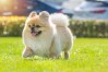 Canine Parvovirus (CPV) & Distemper (CDV): What Every Dog Owner Should Know