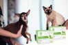 Love Them, Understand Them: Why Pet Home Test Kits Are Essential for Modern Pet Owners