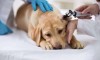 Canine Coronavirus (CCV): Impacts on Dogs and Prevention Strategies