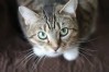 Triple Pathogen Detection in Cats: FPV, FCOV, and Giardia