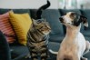 Giardia in Pets: Understanding, Detection, and Treatment Options