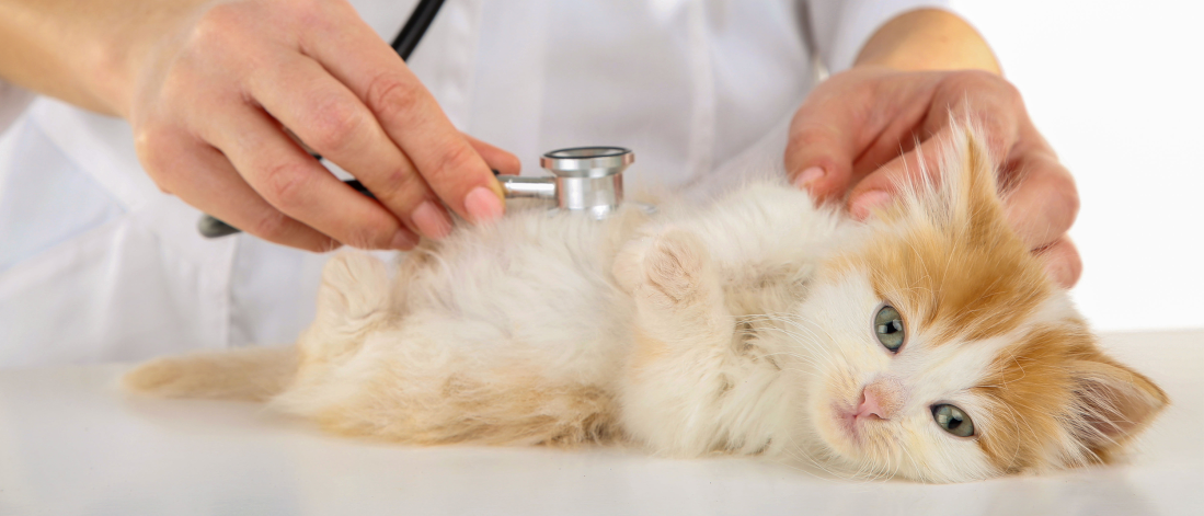 Unveiling FIV: An Invisible Threat to Pet Health