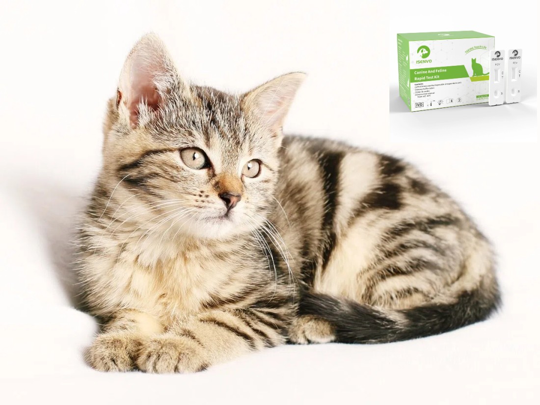 Feline Calicivirus (FCV) Testing Kit: The First Line of Defense for Your Cat's Respiratory Health