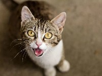 What is separation anxiety in cats?