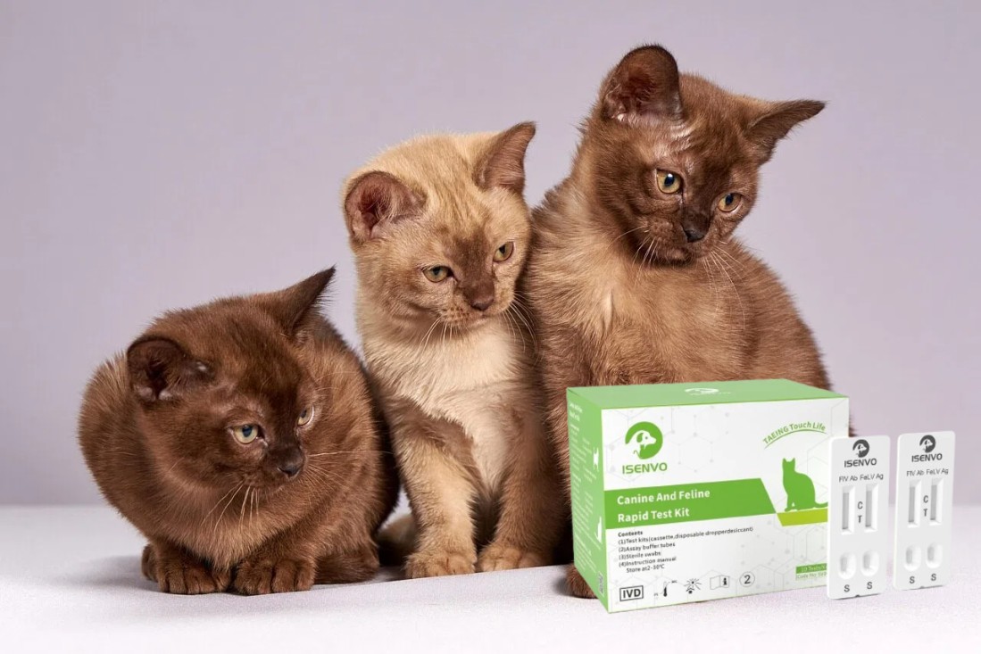 FIV/FeLV test kit: Protecting your cat's health at home