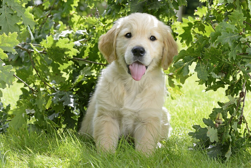 Essential Guide for Dog Owners: Understanding CPV, CCV, and Giardia Infections and Early Detection
