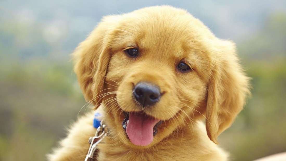 Protecting Canine Health: Why Early Detection Matters for CPV, CCV, and Giardia