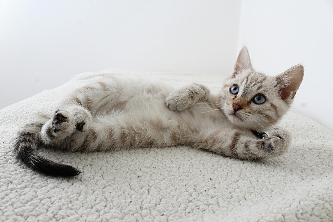 Understanding FIV and the Importance of Early Detection for Your Cat’s Health