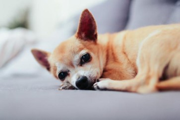 How to Prevent CPV Virus: A Complete Guide to Home Rapid Testing and Dog Care
