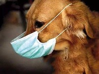 Why do dogs need to test CPV ?