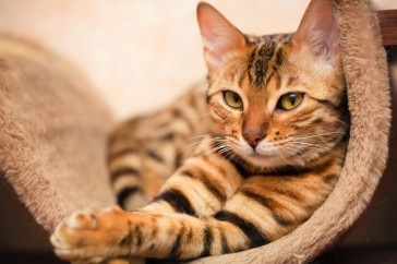 What Every Cat Owner Should Know About FIV and FeLV Detection
