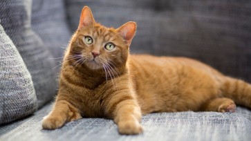 Understanding Feline Immunodeficiency Virus (FIV)