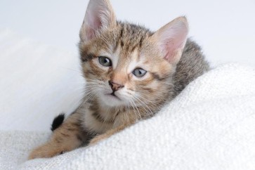 Feline Calicivirus (FCV): Prevention, Care & Rapid Testing Guide