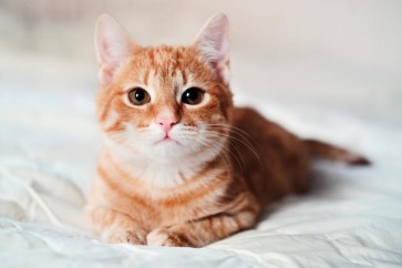 FIV and FeLV: The Silent Threats to Your Cat's Health - A Complete Prevention and Testing Guide
