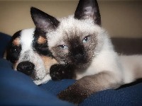 Protect your pet's smile: Why is oral health the key to their happiness?