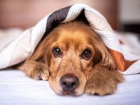 Scientifically detect progesterone to avoid repeated attempts when breeding dogs!