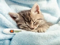 What should you do if your cat shows these symptoms?