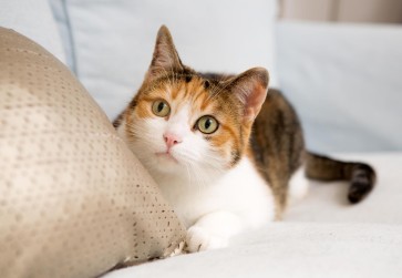 Early Detection of Feline Panleukopenia Virus: A Must for Every Cat Owner