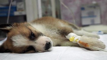 Canine Parvovirus (CPV): Symptoms, Treatment & Prevention Guide