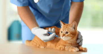 Feline Panleukopenia Virus (FPV): Prevention, Care & Rapid Testing Guide