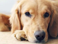 Does your pets often have diarrhea? It could be the culprit!