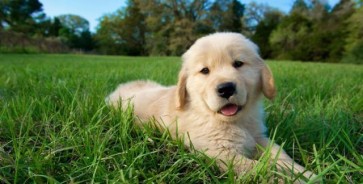 Canine Distemper (CDV) Comprehensive Guide: Symptoms, Transmission & Prevention | Rapid Testing is Key