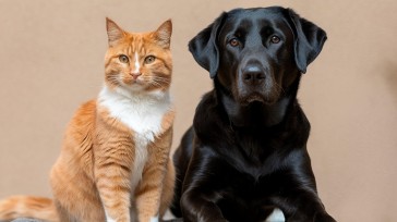 Give Them a Permanent Name: Pet Microchips, The Gentle Technology That Locks in Life