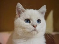 How to bathe a cat?
