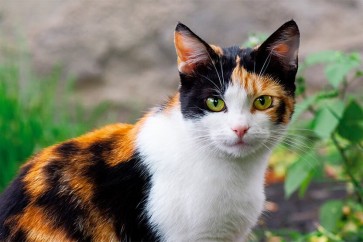 Feline Calicivirus (FCV): Symptoms, Prevention, and the Role of the Taeing FCV Ag Rapid Test Kit in Early Detection