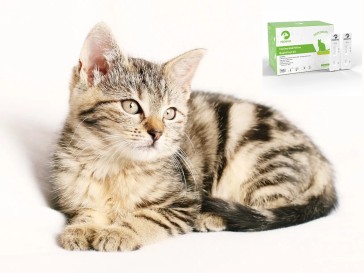 Feline Calicivirus (FCV) Testing Kit: The First Line of Defense for Your Cat's Respiratory Health