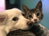 When is the time to deworm your cats and dogs?