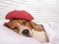 What to do if your dog has a cold?