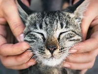 Do you know these little common senses about raising cats?