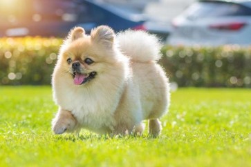 Canine Parvovirus (CPV) & Distemper (CDV): What Every Dog Owner Should Know