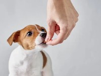 How to clean the ear canals of your cats and dogs?
