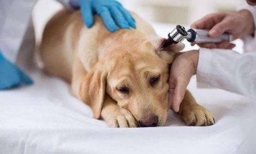 Canine Coronavirus (CCV): Impacts on Dogs and Prevention Strategies
