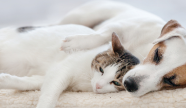 Unveiling GIA: An Underrecognized Threat to Canine and Feline Health