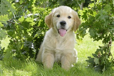 Essential Guide for Dog Owners: Understanding CPV, CCV, and Giardia Infections and Early Detection