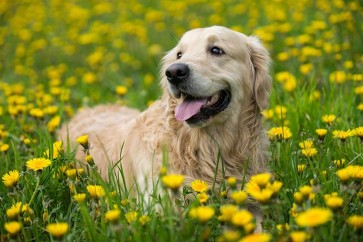 Understanding Canine Distemper: Symptoms, Prevention, and the Importance of Early Detection