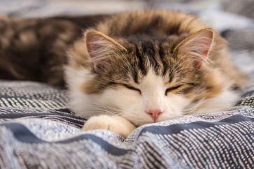 Understanding Feline Panleukopenia: A Fast-Acting Threat to Your Cat’s Health