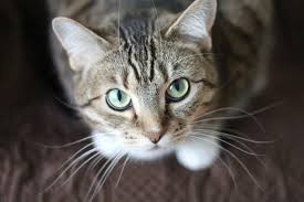 Triple Pathogen Detection in Cats: FPV, FCOV, and Giardia