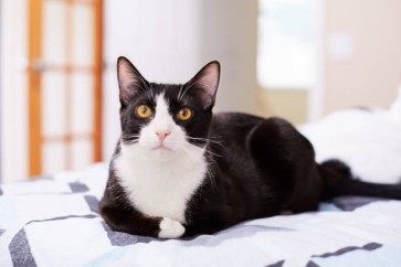 Understanding FIV & FeLV: Why Early Detection Matters for Every Cat Owner