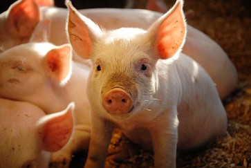 Taeing African Swine Fever Virus Ag (ASFV Ag) Test Kit: Ensuring the Health and Safety of Your Pigs
