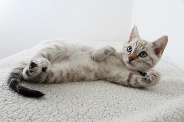 Understanding FIV and the Importance of Early Detection for Your Cat’s Health