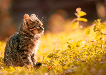 Understanding Feline Immunodeficiency Virus (FIV) and Early Detection