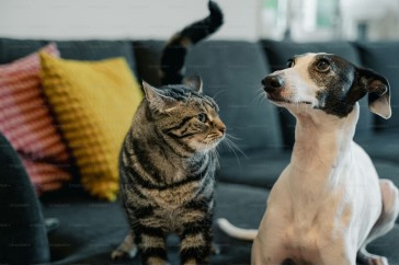 Giardia in Pets: Understanding, Detection, and Treatment Options