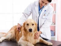 What skin diseases do dogs often get in summer?