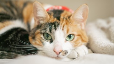 Understanding Feline Herpesvirus (FHV-1): What Every Cat Owner Should Know